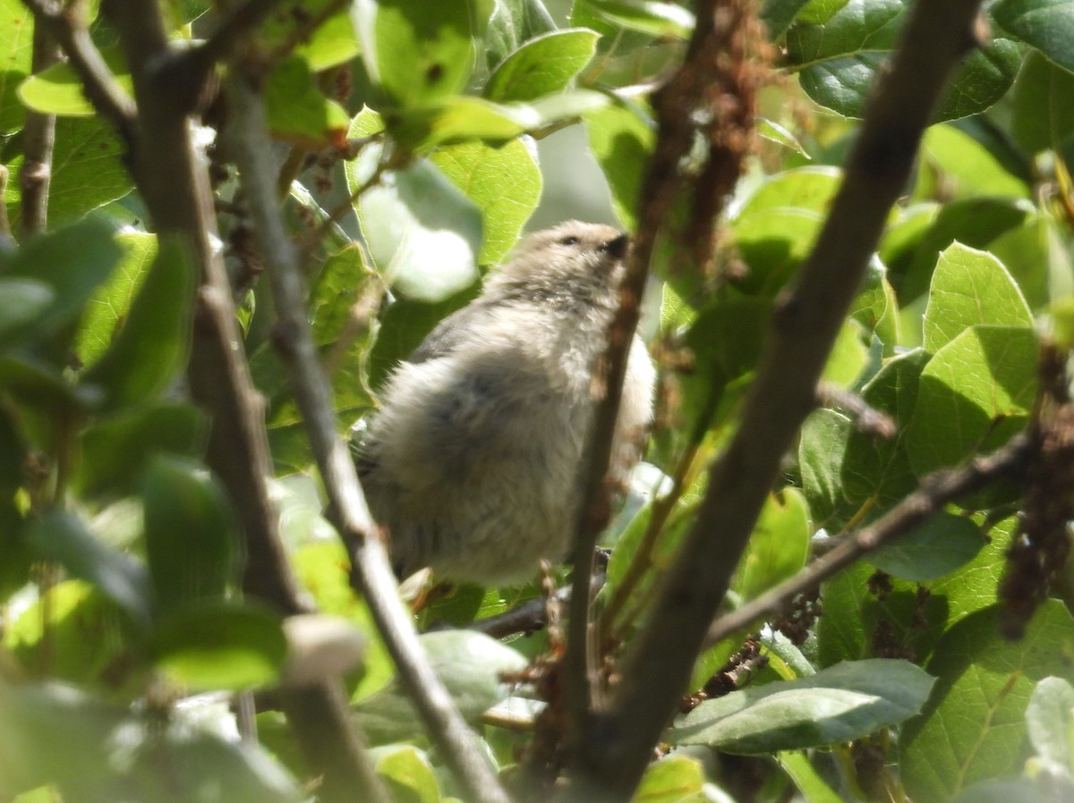 Bushtit - ML640698971