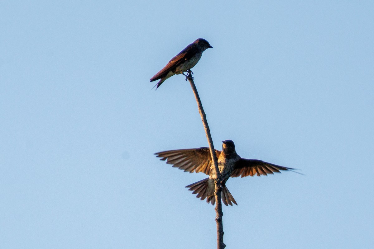 Purple Martin - ML640698984