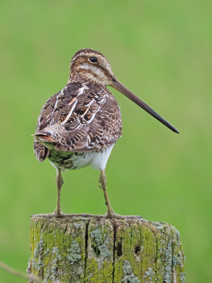 Wilson's Snipe - ML640698986