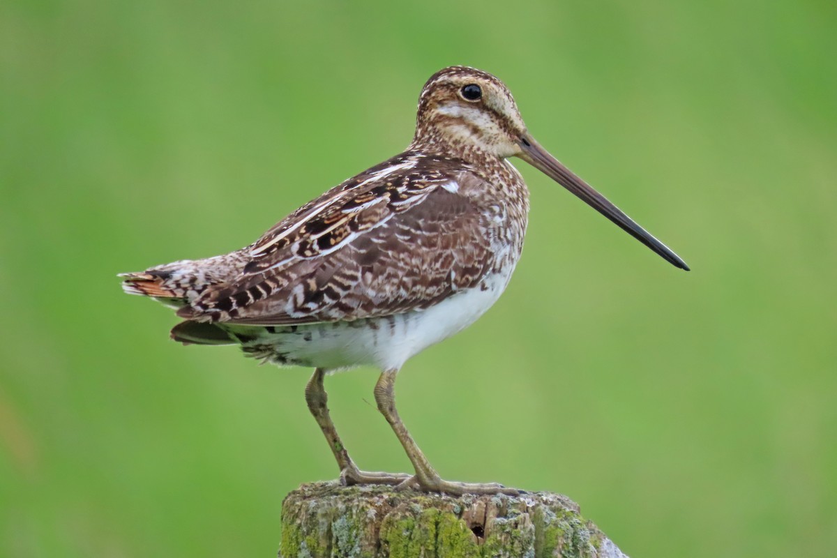 Wilson's Snipe - ML640698987