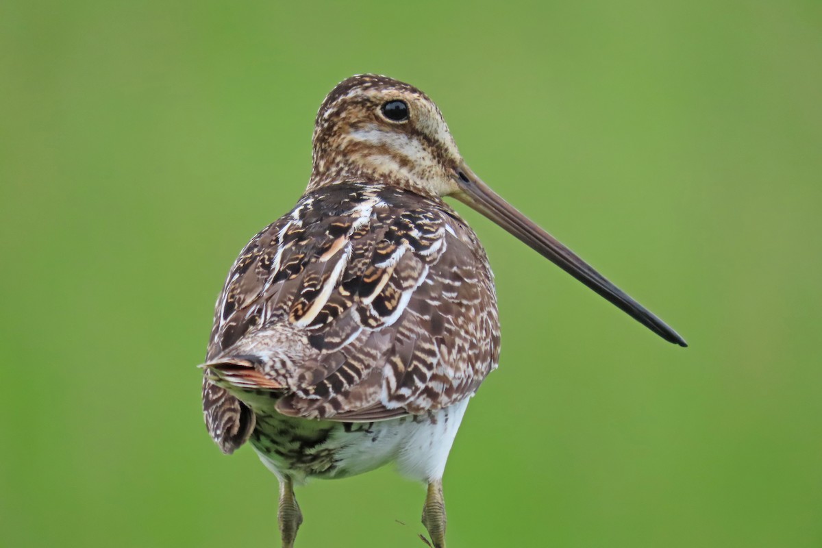 Wilson's Snipe - ML640698988