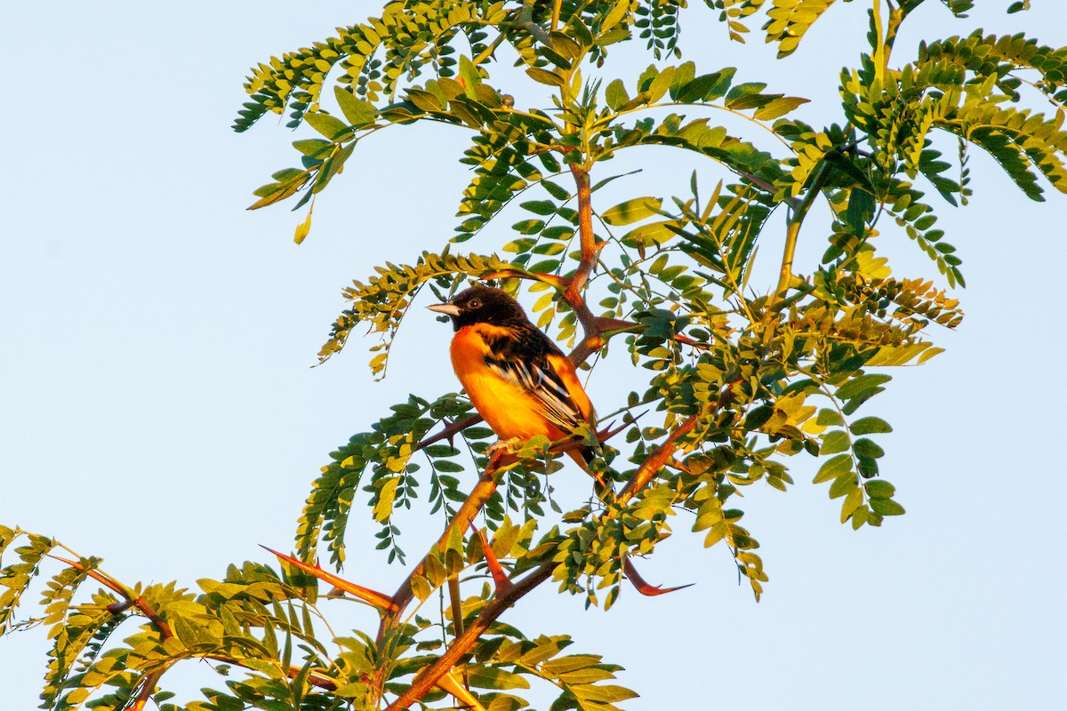 Baltimore Oriole - ML640699002