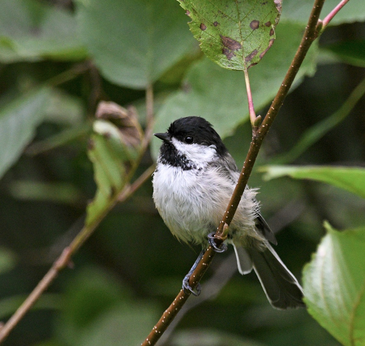 Black-capped Chickadee - ML640699083
