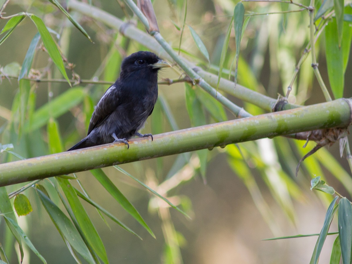 Yellow-billed Nunbird - ML640699091
