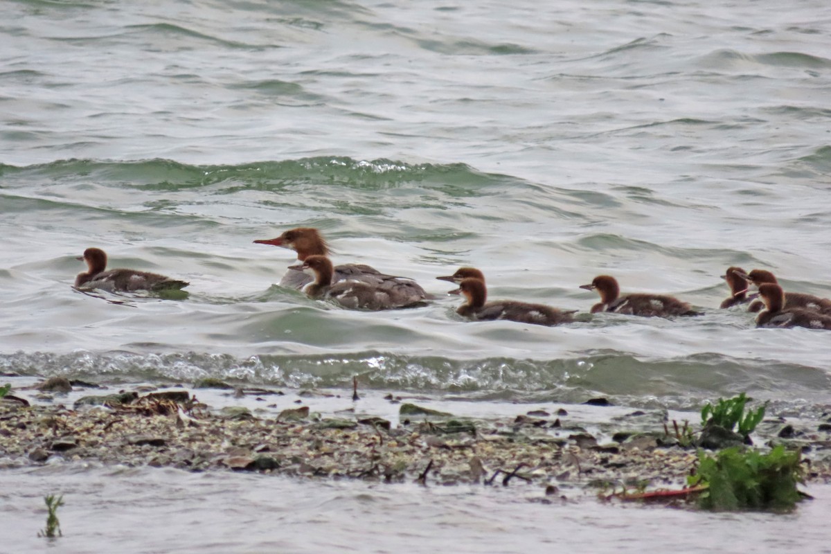 Хумхин бохио - ML640699096