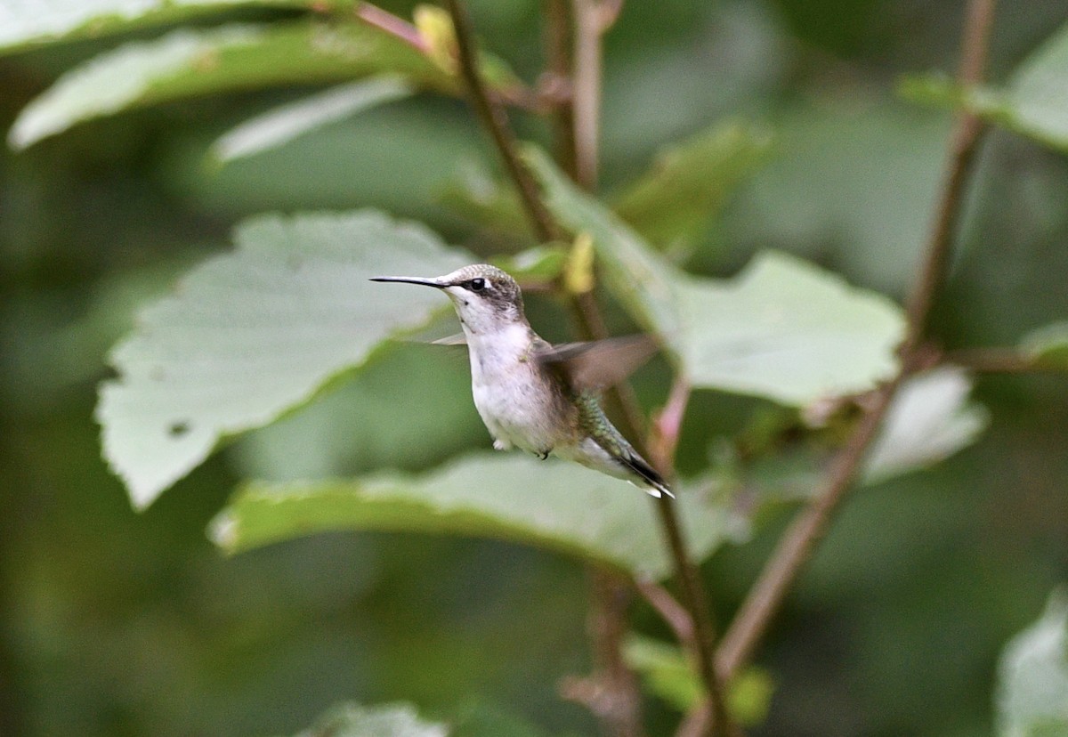 Ruby-throated Hummingbird - ML640699100