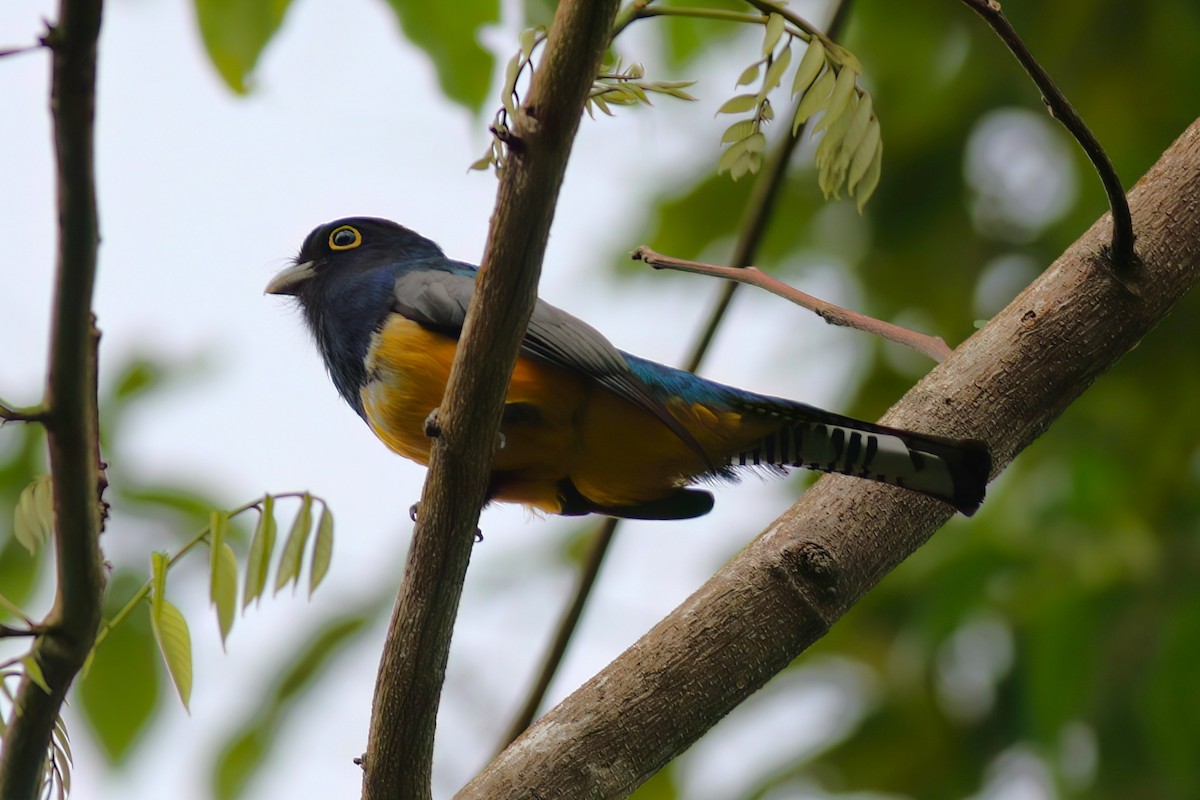 Gartered Trogon - ML640699124