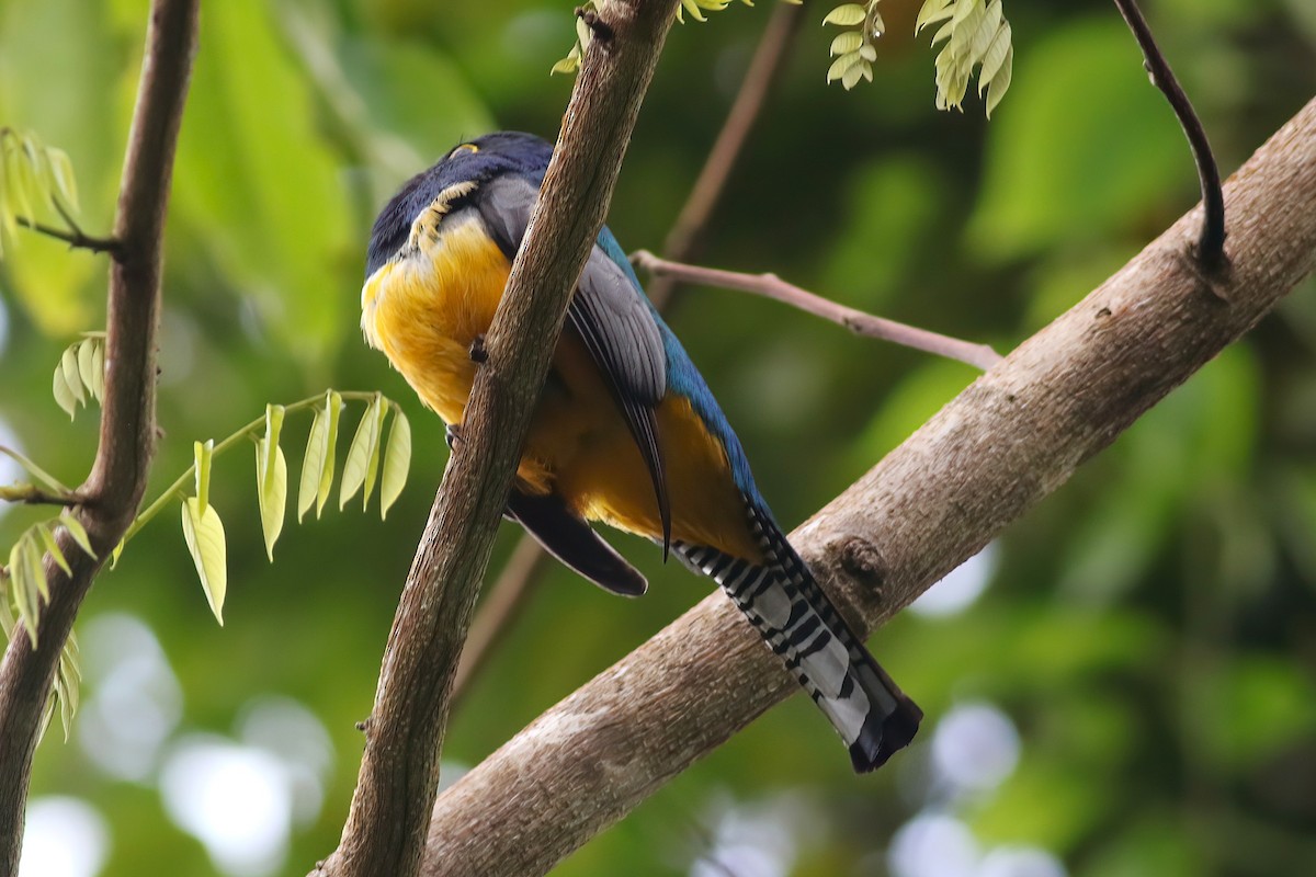 Gartered Trogon - ML640699127