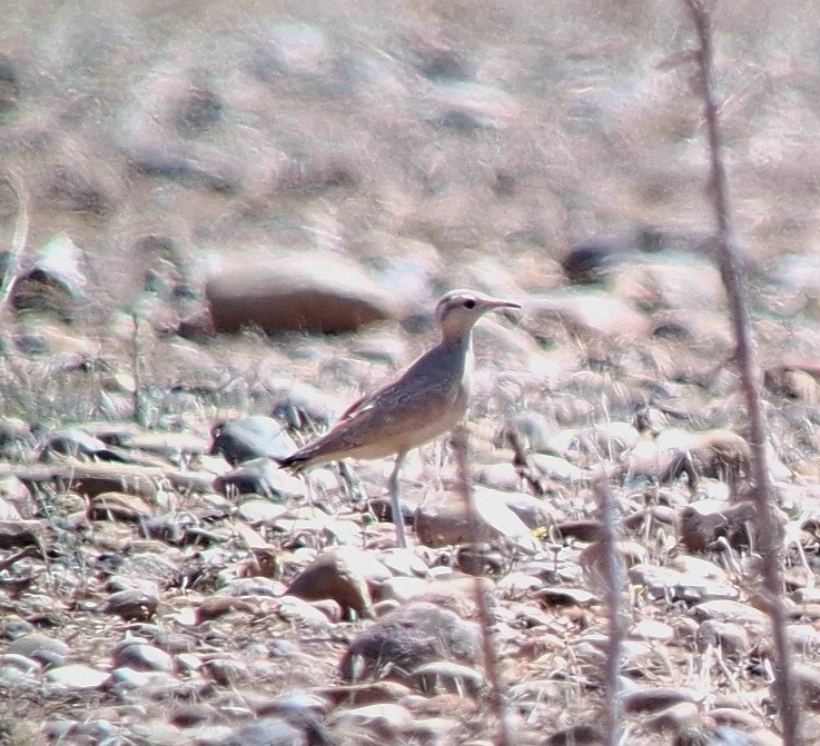 Cream-colored Courser - ML640699132