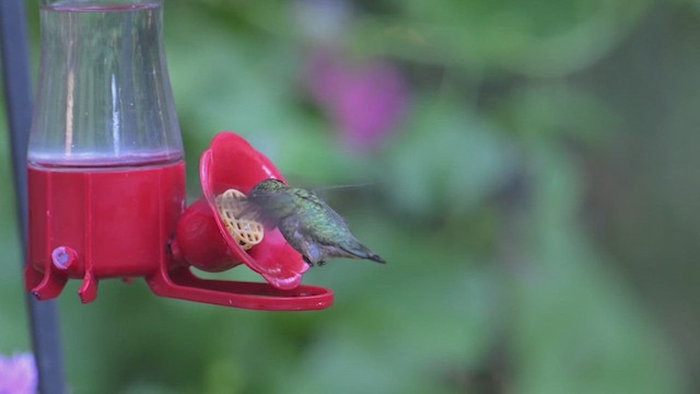Ruby-throated Hummingbird - ML640699188