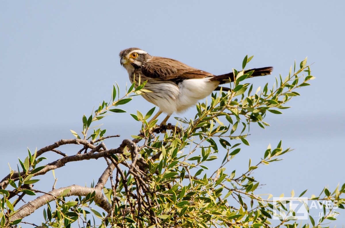 Spot-winged Falconet - ML640699211