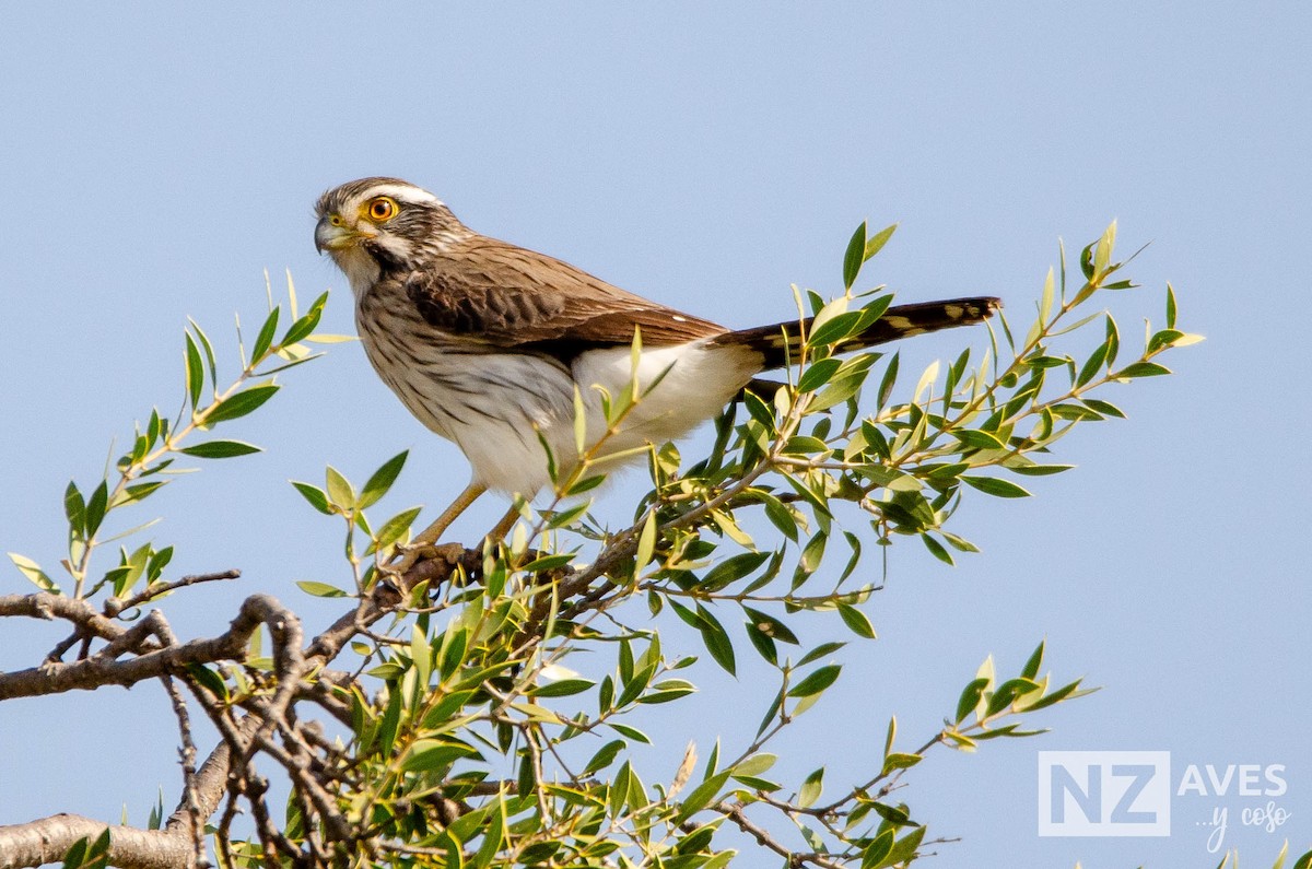 Spot-winged Falconet - ML640699212
