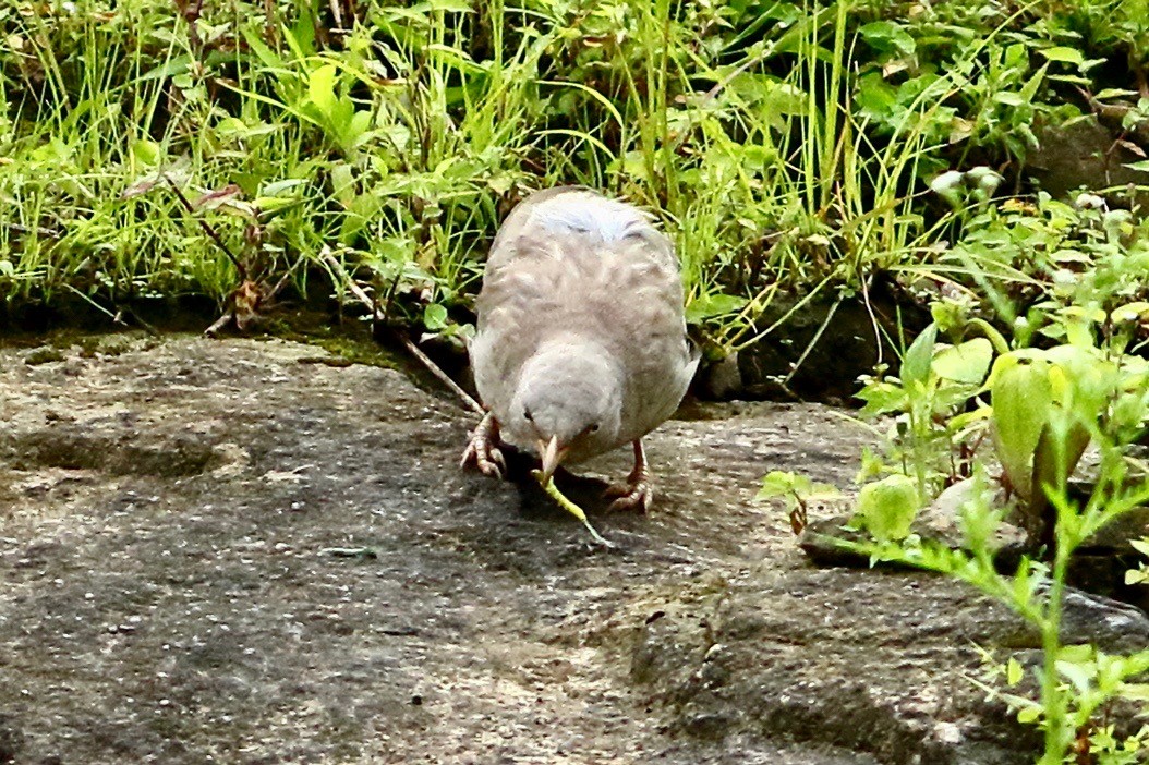 Jungle Babbler - ML640699230