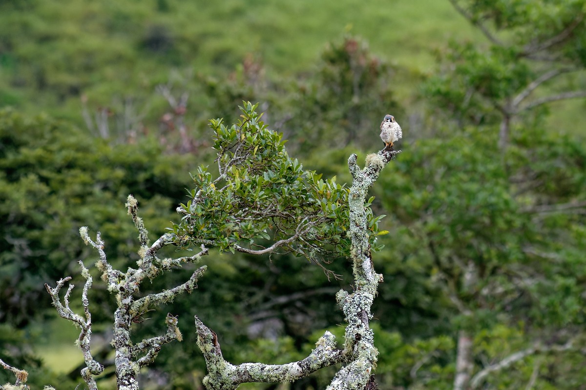 American Kestrel (South American) - ML640699282