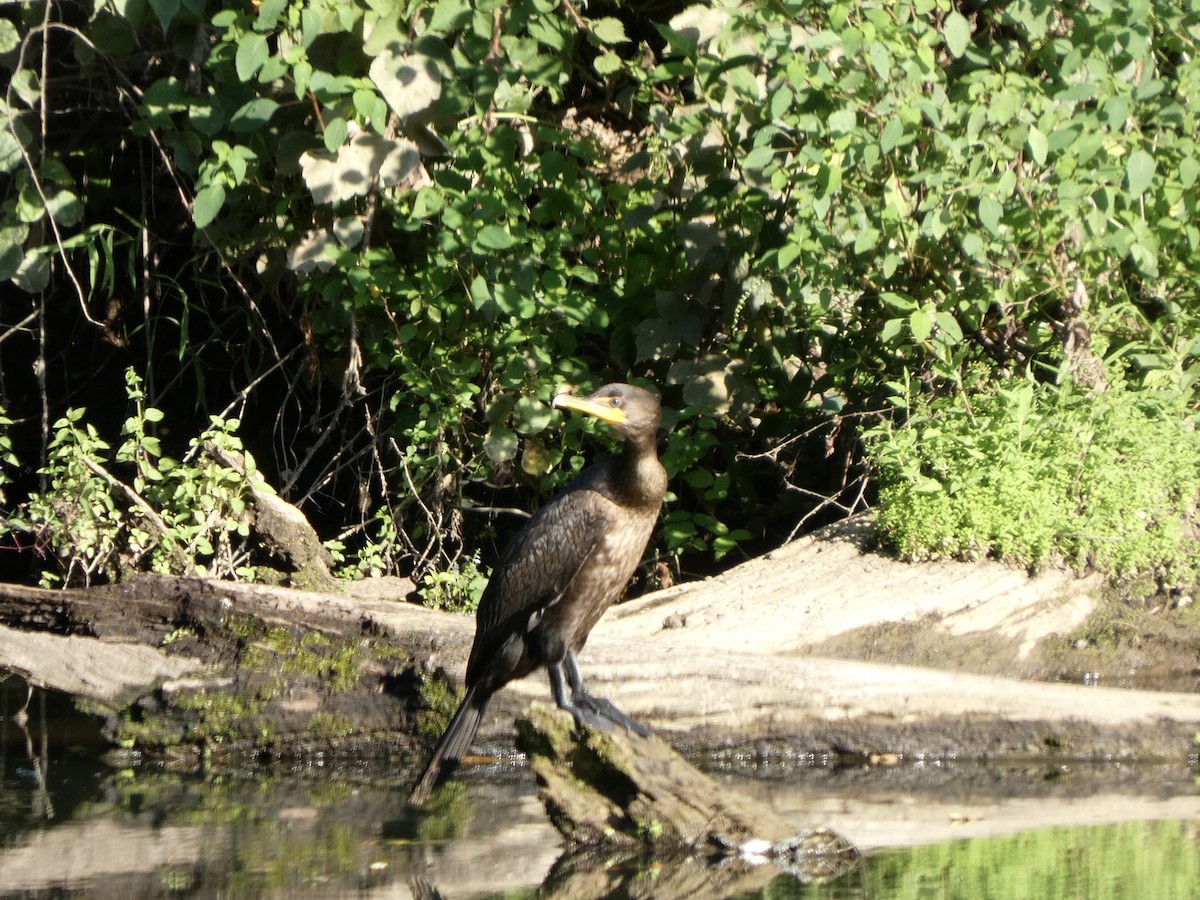 Double-crested Cormorant - ML640699342