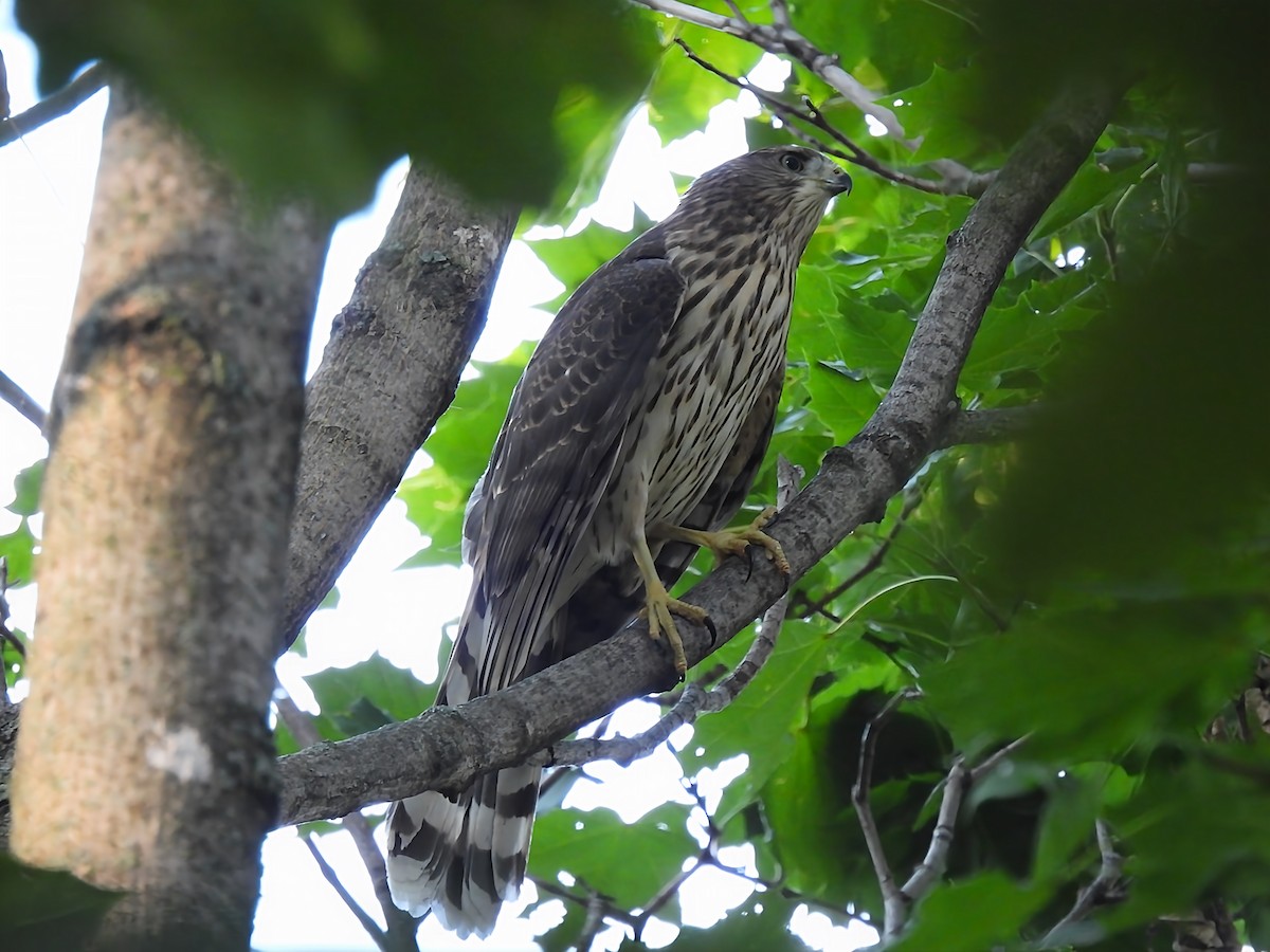 Cooper's Hawk - ML640699391