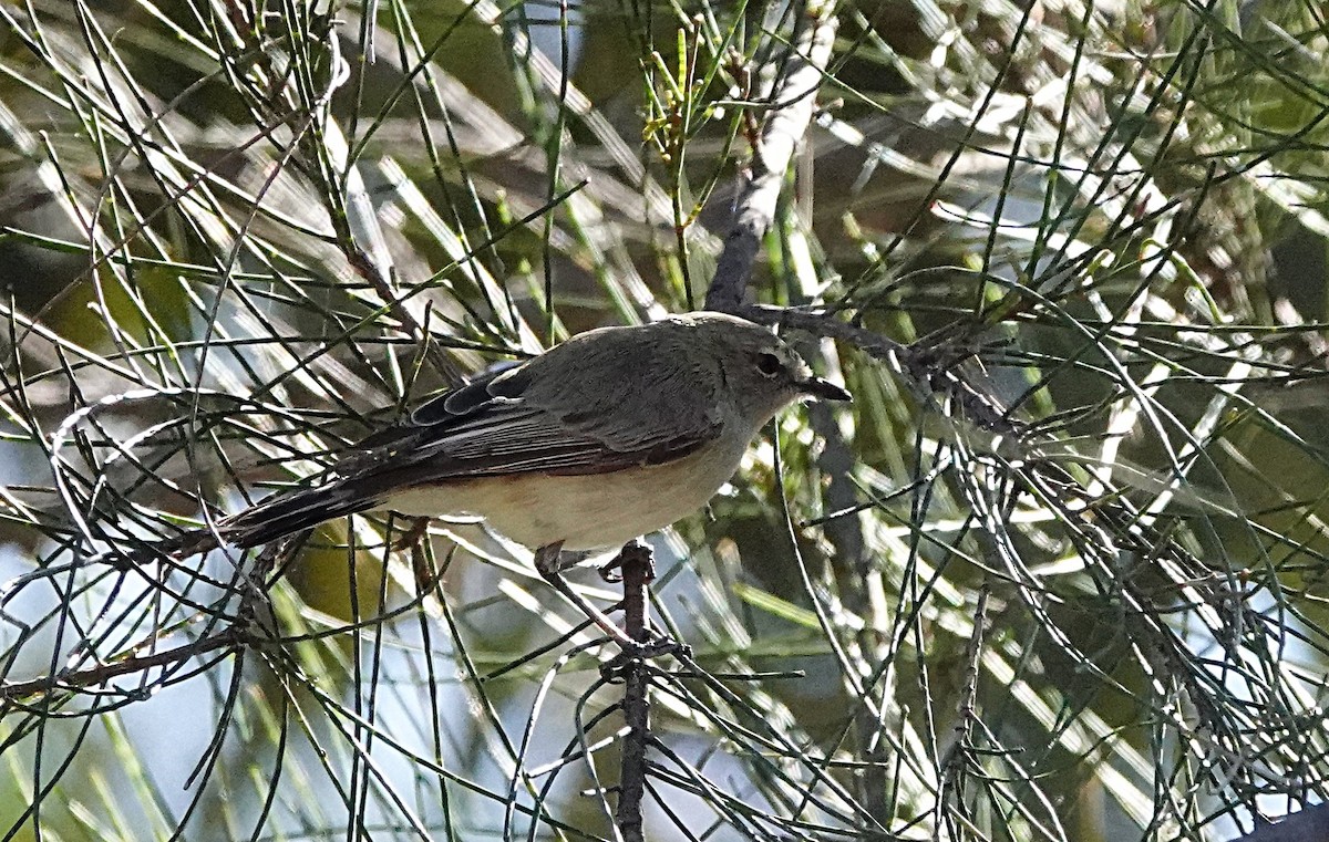Western Gerygone - ML640699393