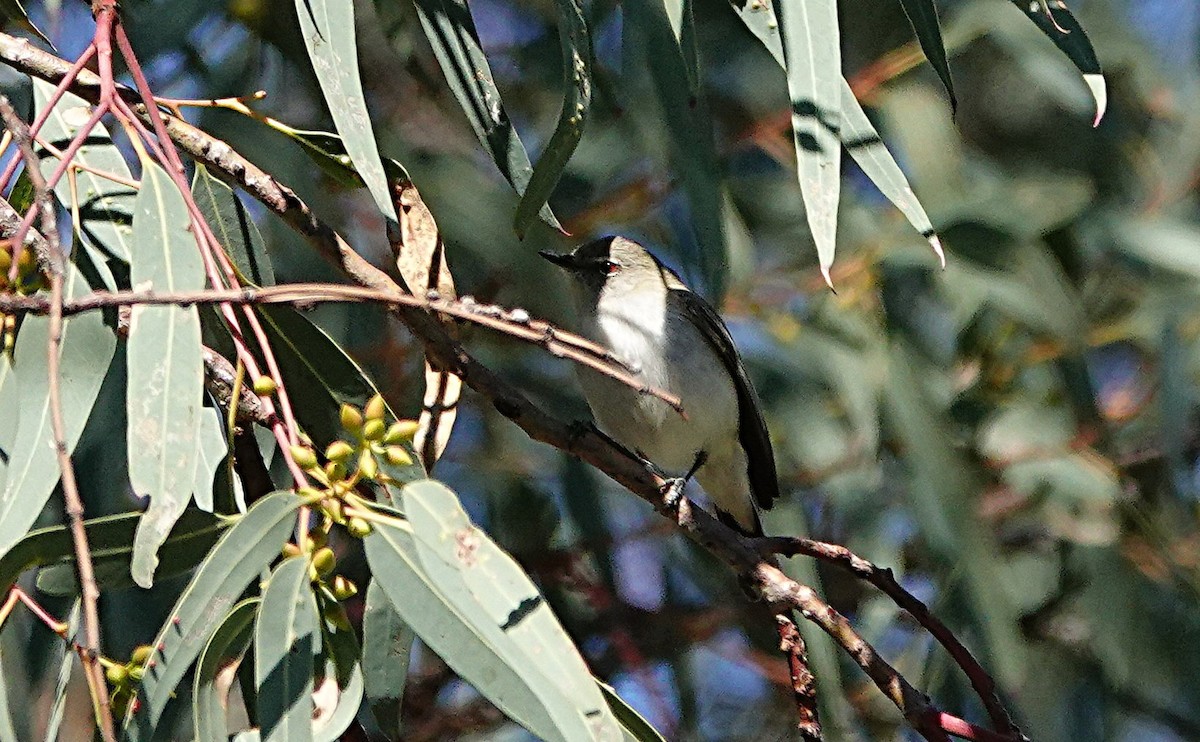 Western Gerygone - ML640699394