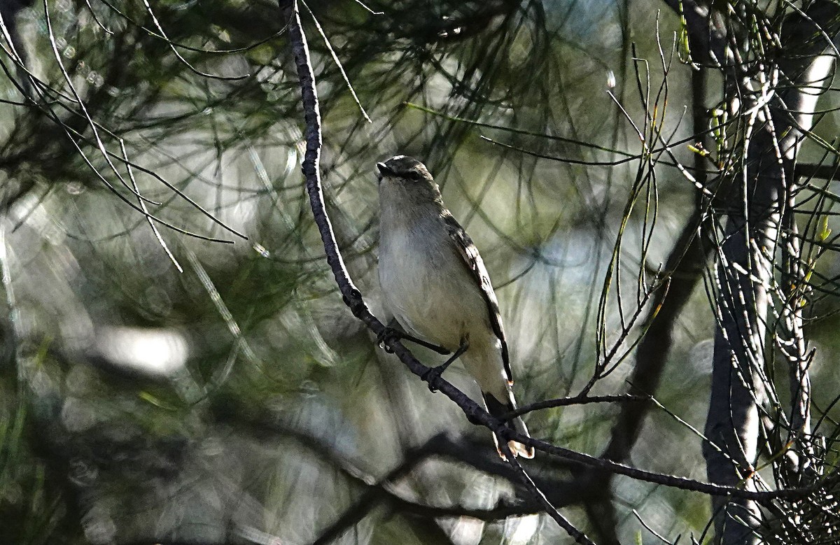 Western Gerygone - ML640699395