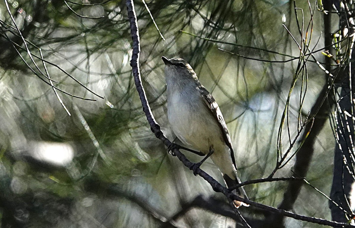 Western Gerygone - ML640699396