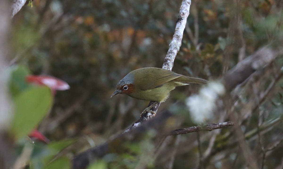 Chestnut-faced Babbler - ML640699422