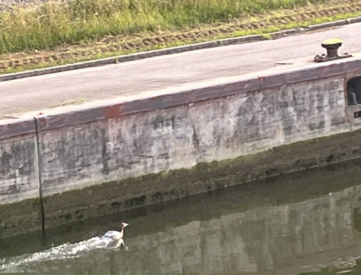 Common Merganser - ML640699439