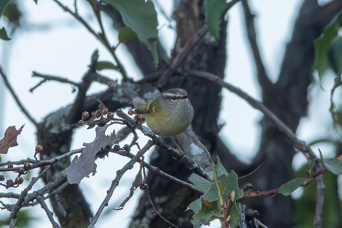 Ashy-throated Warbler - ML640699540