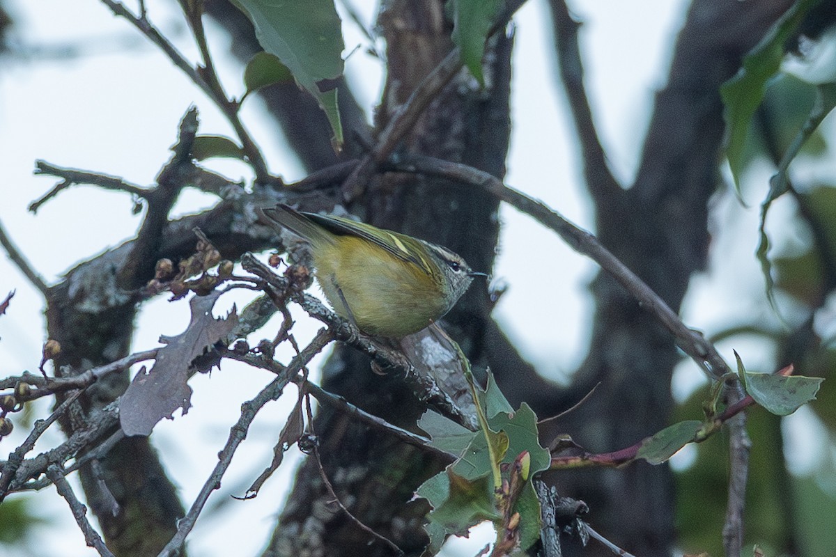 Ashy-throated Warbler - ML640699541