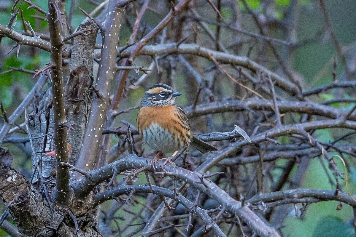 Rufous-breasted Accentor - ML640699568