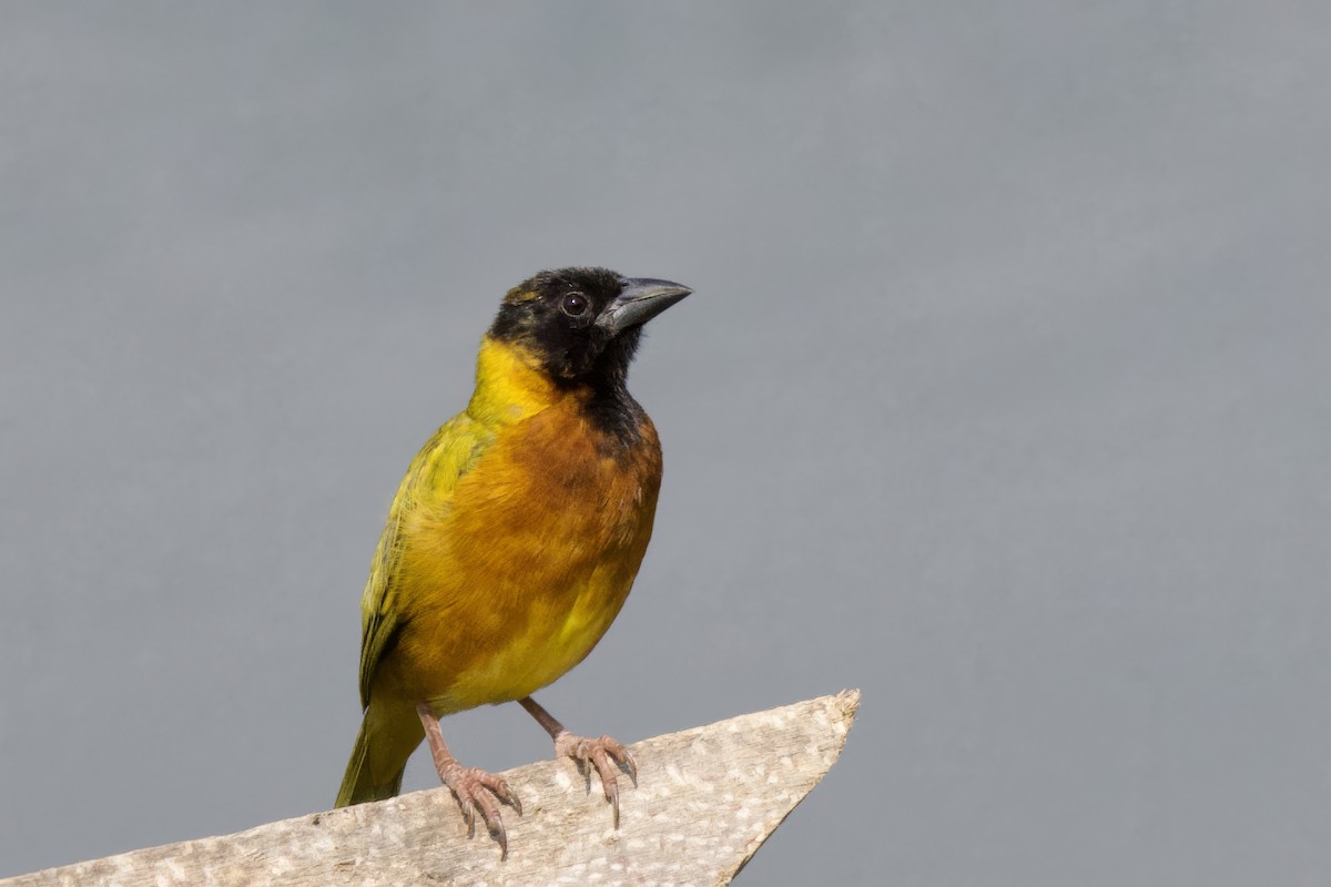 Black-headed Weaver - ML640699571
