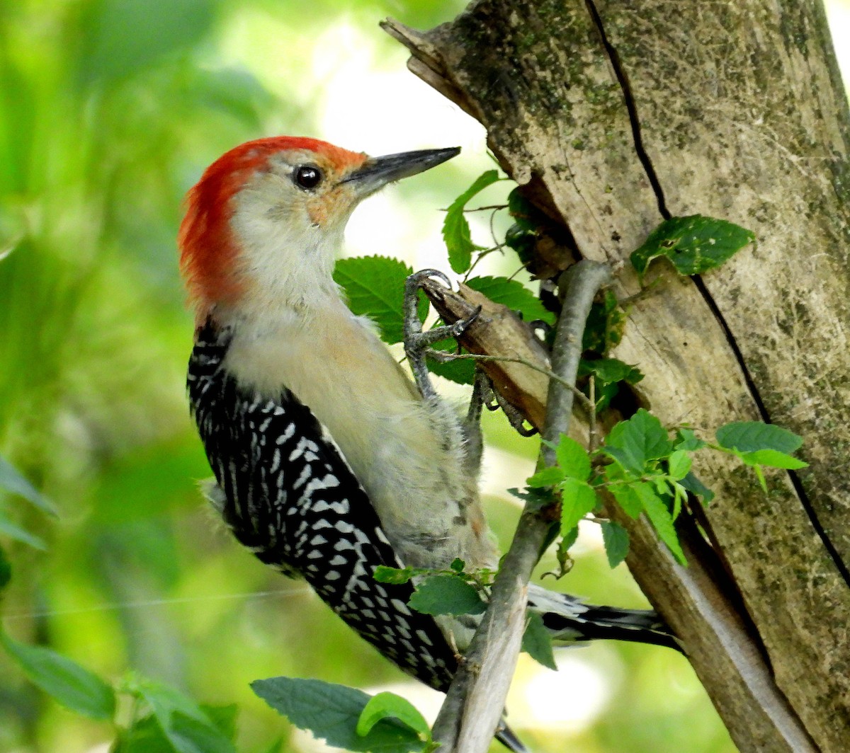 Red-bellied Woodpecker - ML640699579