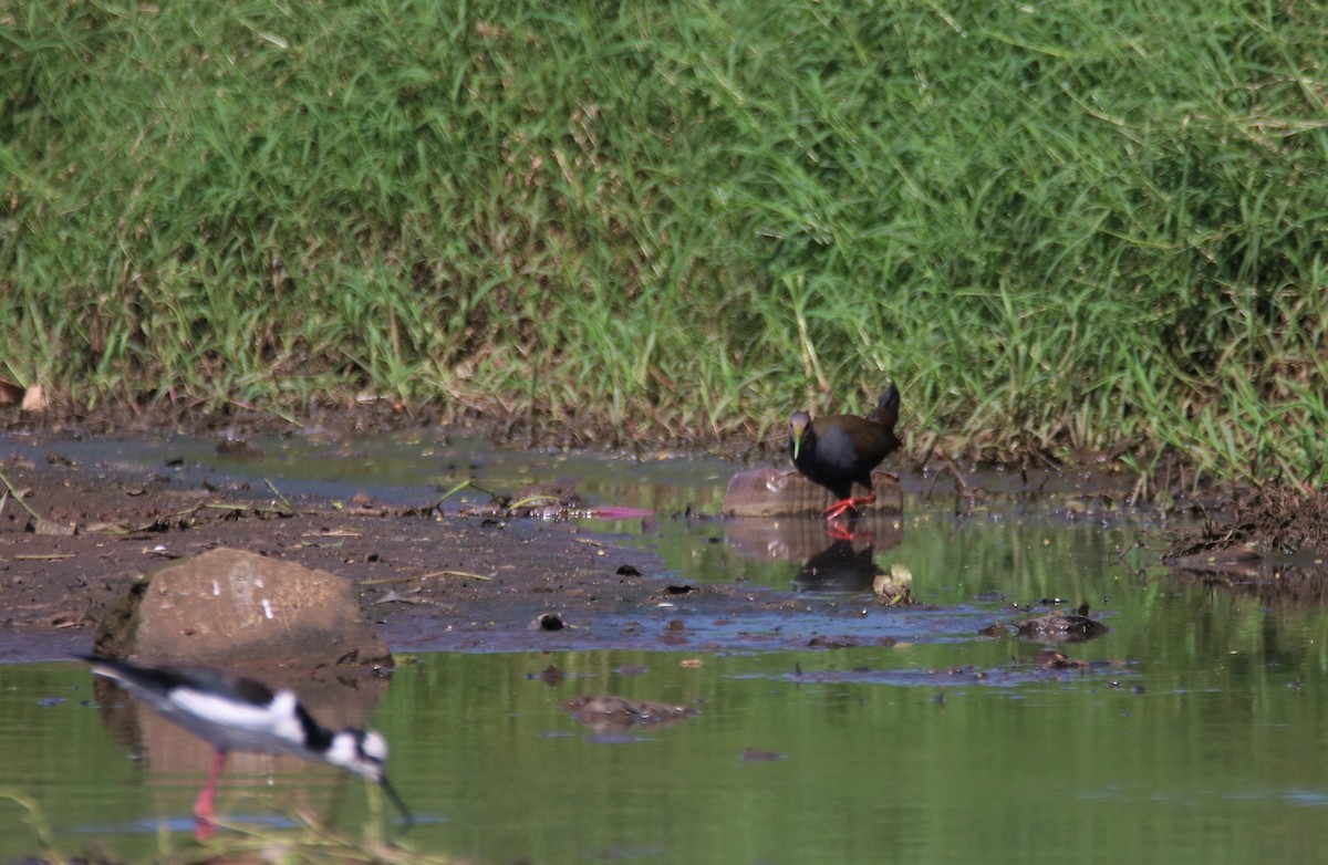 Blackish Rail - ML640699599