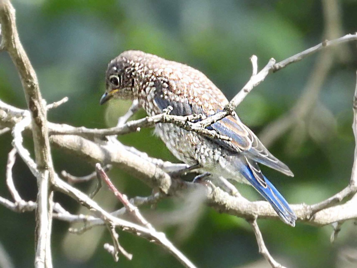 Eastern Bluebird - ML640699617