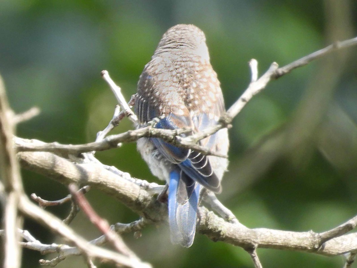 Eastern Bluebird - ML640699618