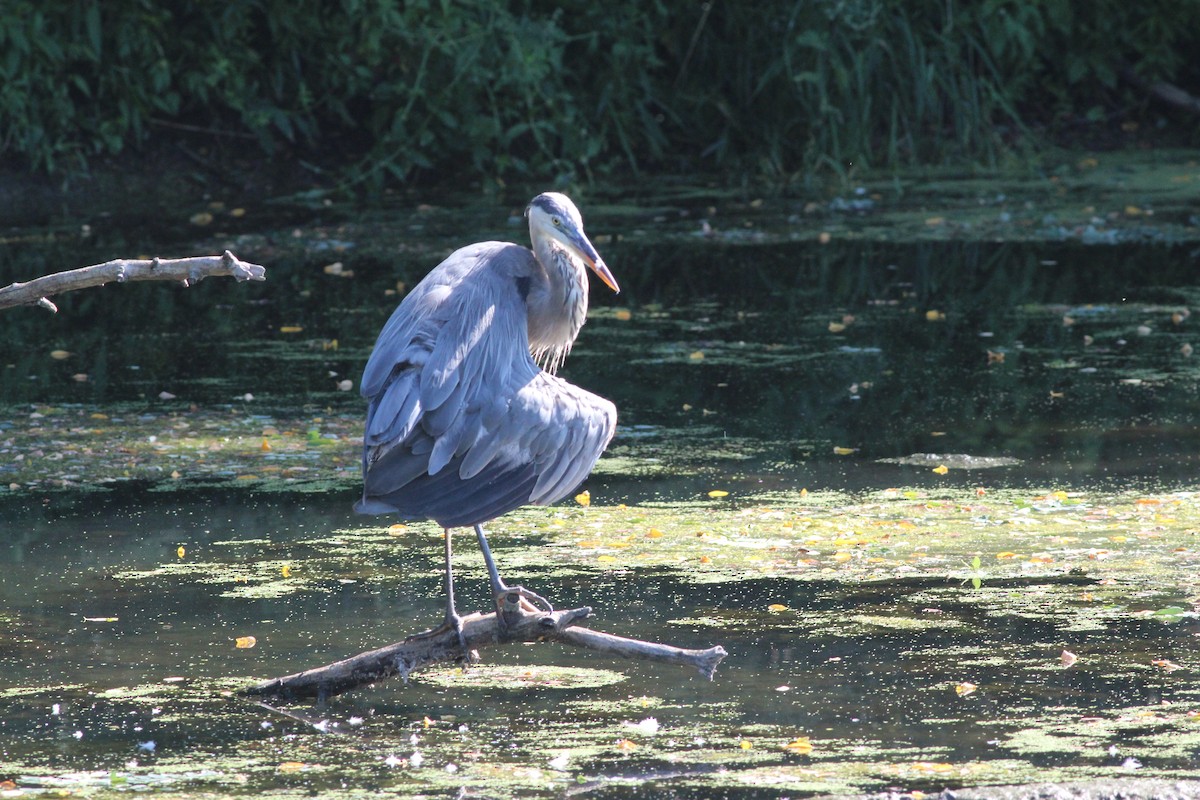 Great Blue Heron - ML640699620