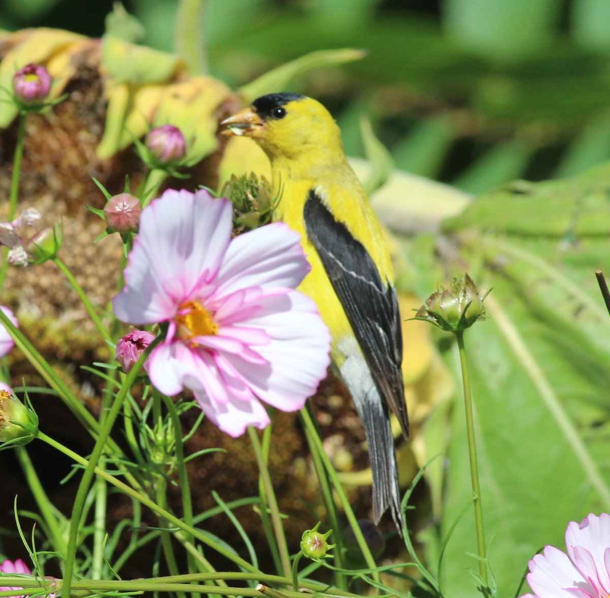 American Goldfinch - ML640699639