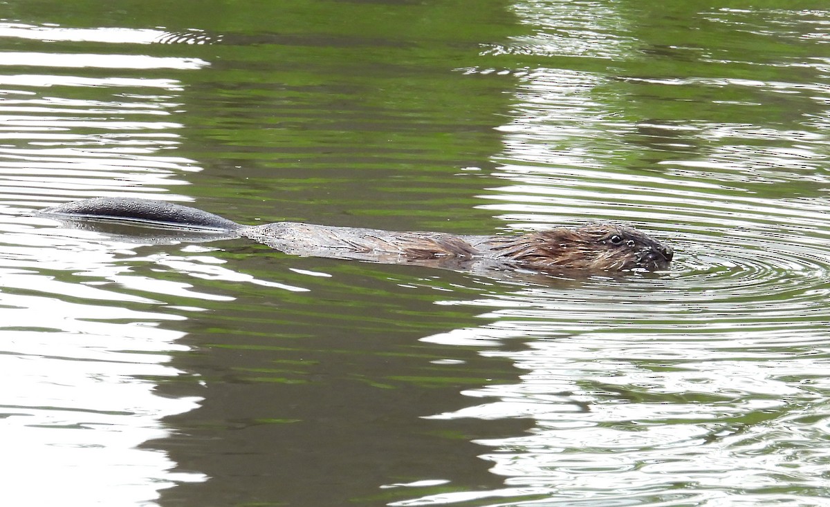 Mammals - ML640699643