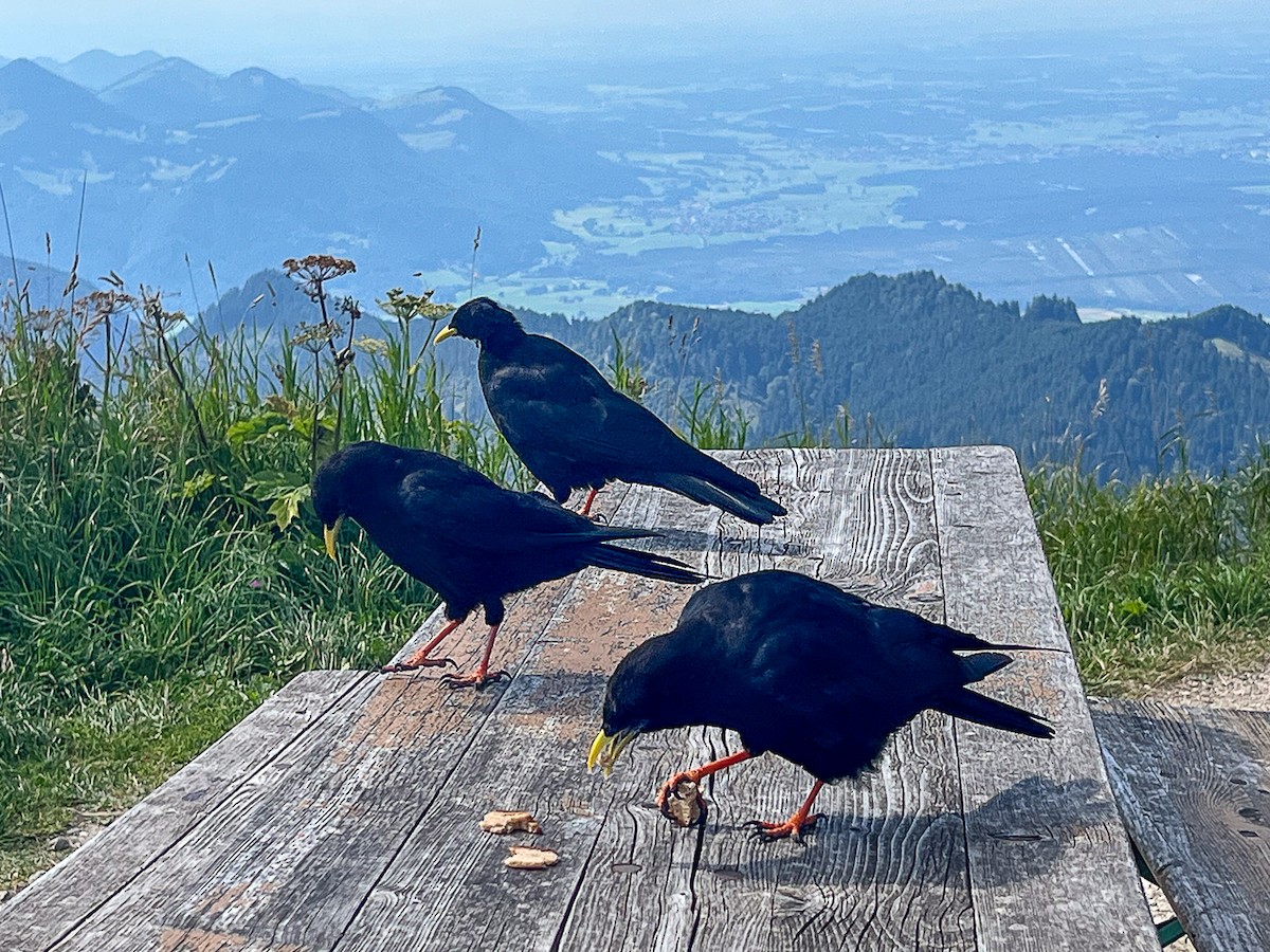 Yellow-billed Chough - ML640699655