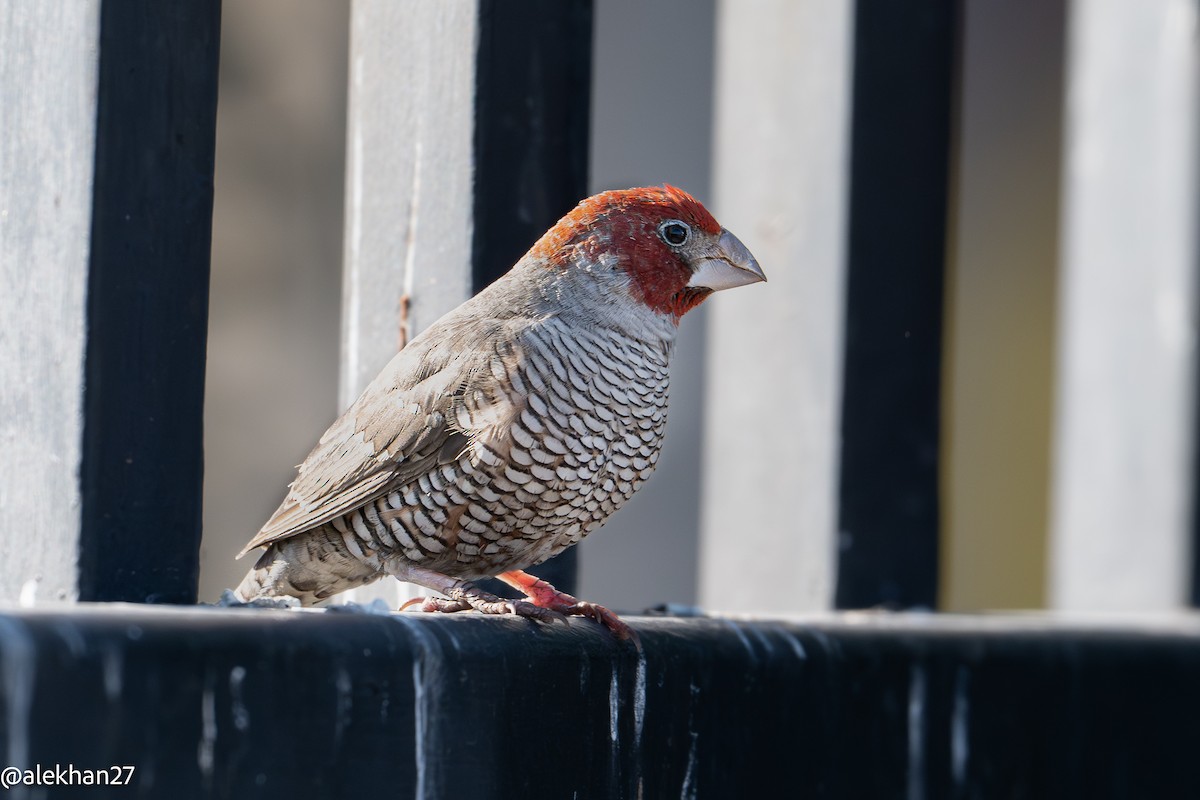 Red-headed Finch - ML640699668