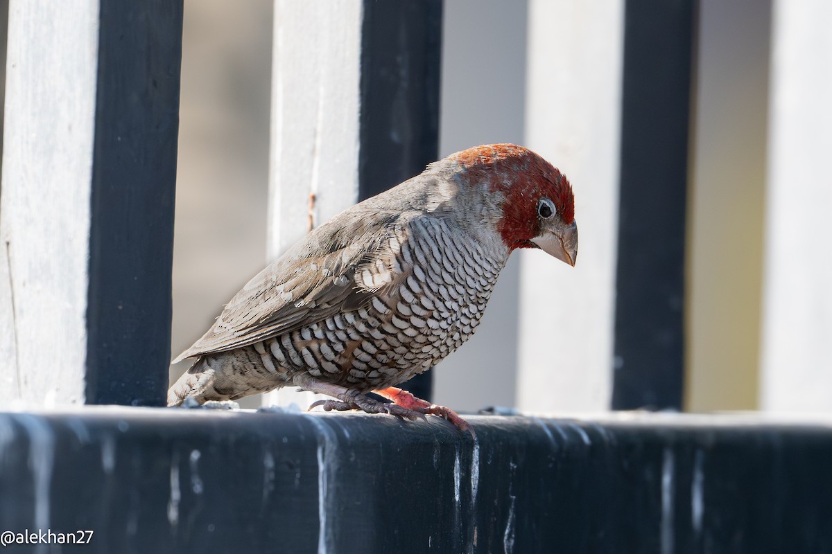 Red-headed Finch - ML640699669