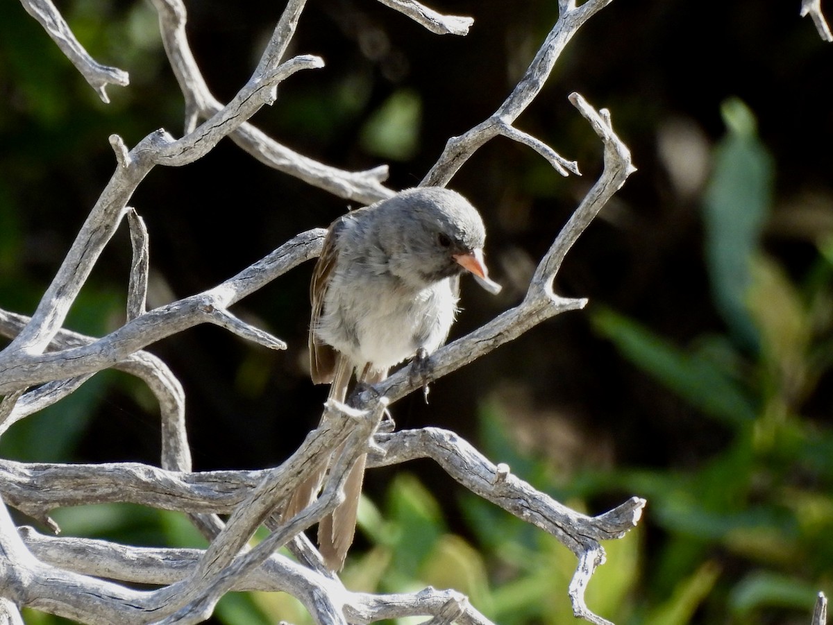 Black-chinned Sparrow - ML640699700