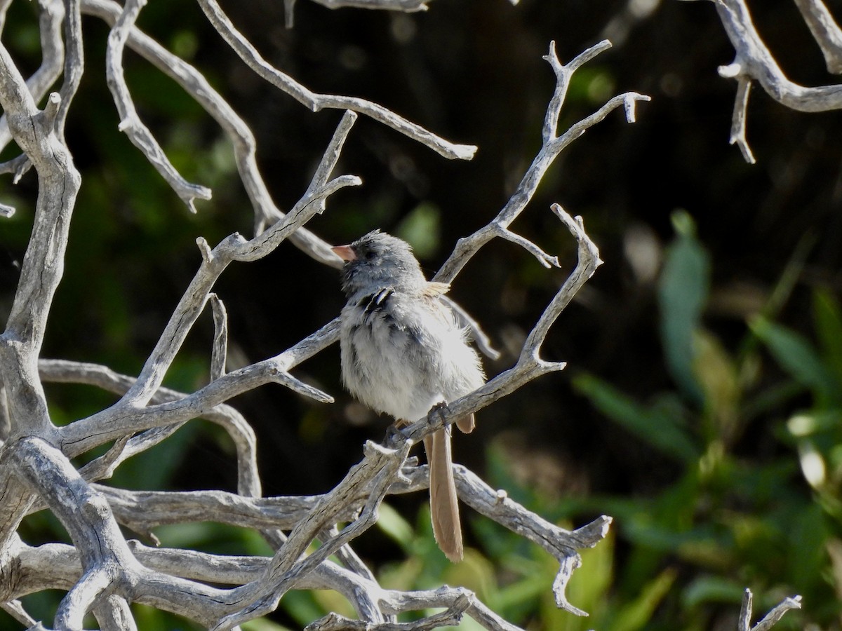 Black-chinned Sparrow - ML640699701