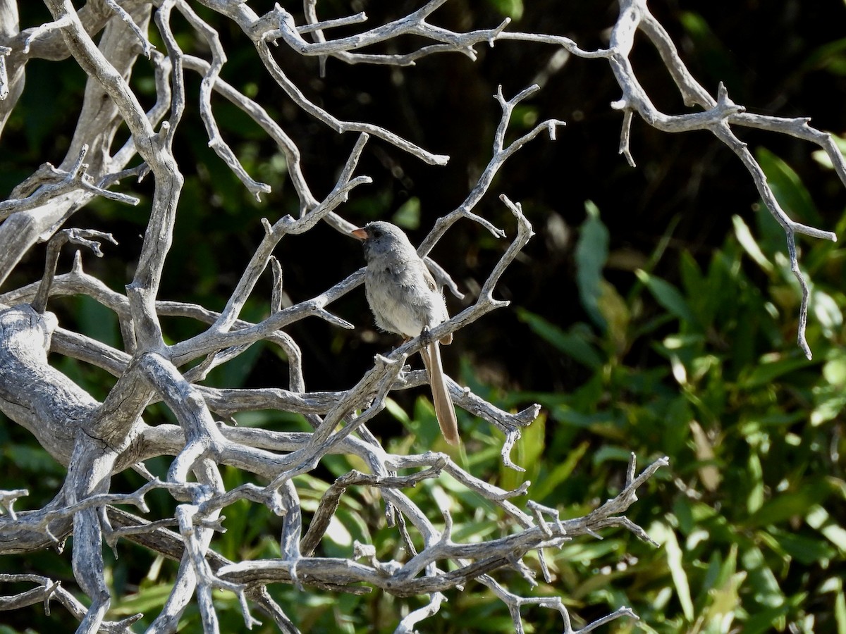 Black-chinned Sparrow - ML640699702