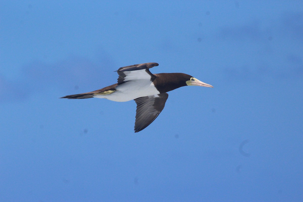 Brown Booby - ML640699725
