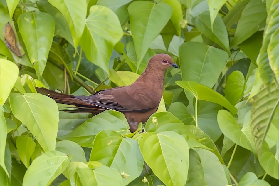 Spot-breasted Cuckoo-Dove - ML640699726
