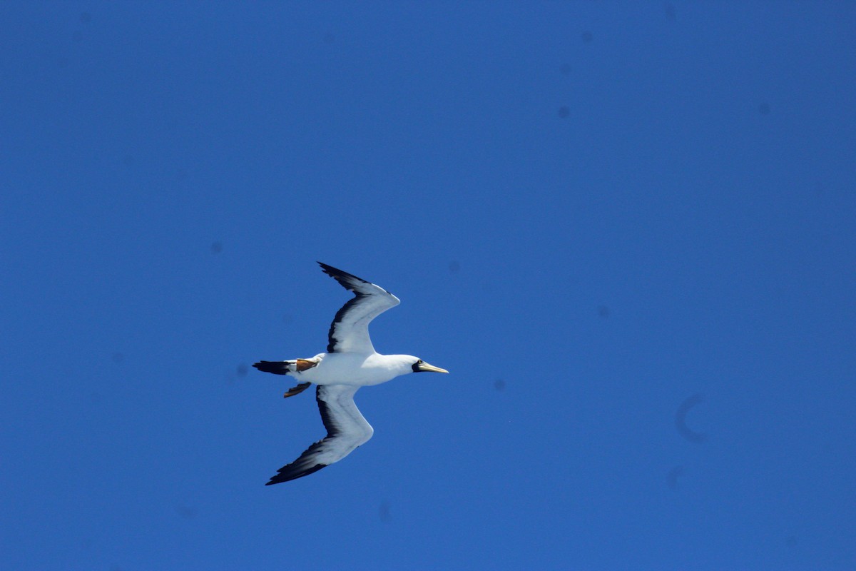 Masked Booby - ML640699729
