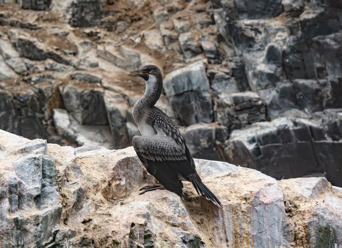 Guanay Cormorant - ML640699764