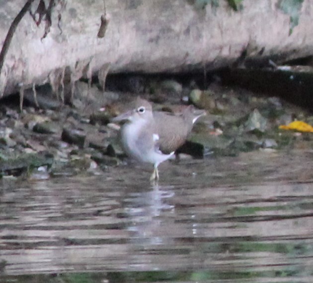 Spotted Sandpiper - ML640699800
