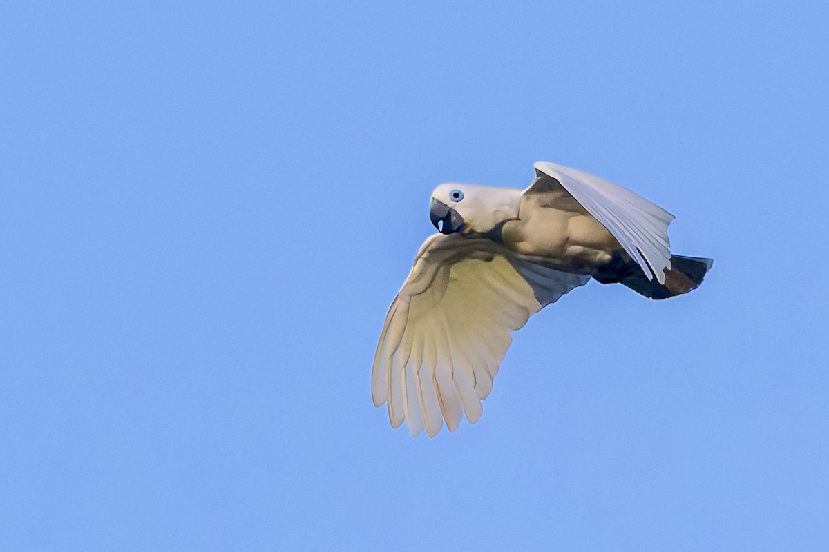 Blue-eyed Cockatoo - ML640699866