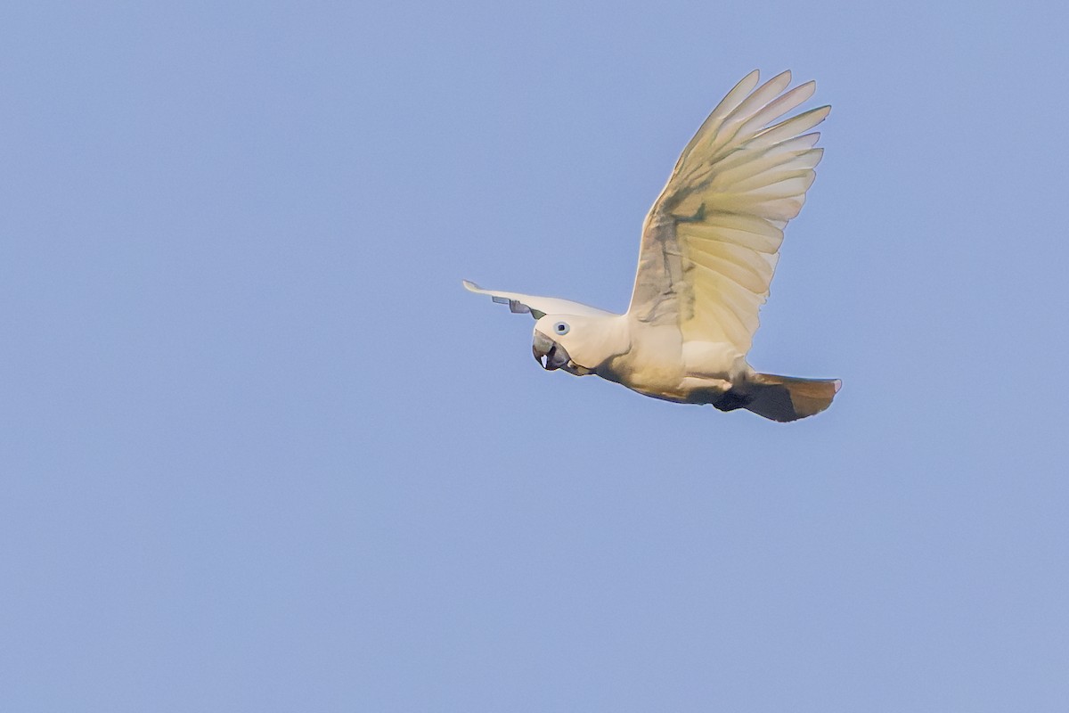 Blue-eyed Cockatoo - ML640699867